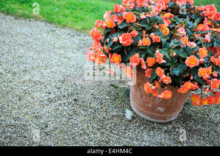 Pentola con ranunculus in un vecchio parco europeo Foto Stock