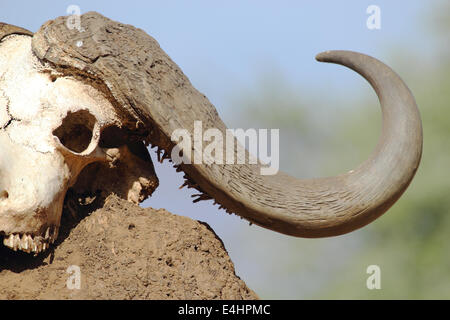 Il cranio di un africano cape buffalo (Syncerus caffer) su un cumulo di terra Foto Stock