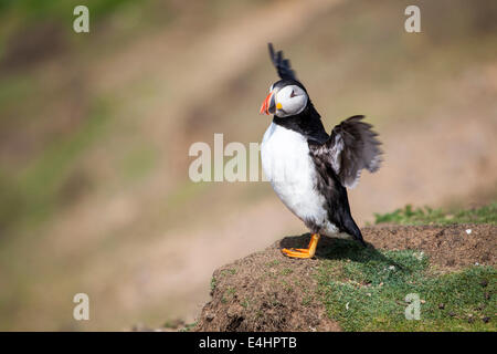 Un adulto Atlantic Puffin in allevamento piumaggio su Skomer Island, Galles del Sud Foto Stock