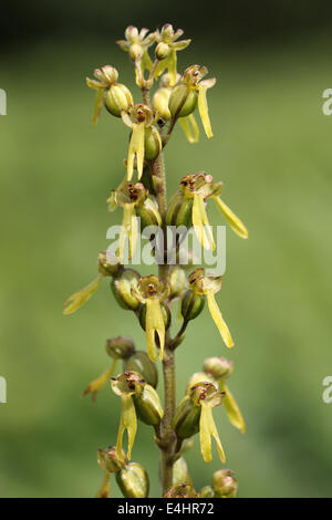 Twayblade comune Listeria ovata Foto Stock