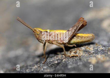 Campo comune Grasshopper Chorthippus brunneus ninfa Foto Stock