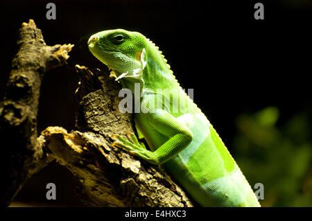 Immagine di una lucertola con la pelle di Nizza. Foto Stock