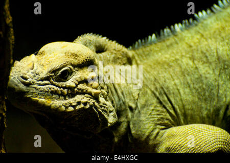 Immagine di una lucertola con la pelle di Nizza. Foto Stock