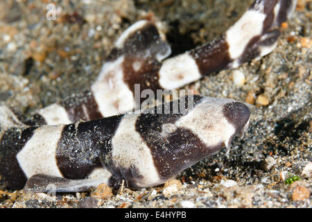 Giovane squalo di bambù a fasce marroni (Chiloscyllium punctatum) stretto di Lembeh, Indonesia Foto Stock