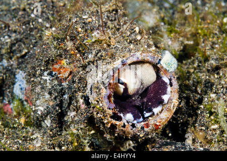 Il Cocco octopus (Amphioctopus marginatus) nascosto in una bottiglia, Lembeh strait, Indonesia Foto Stock