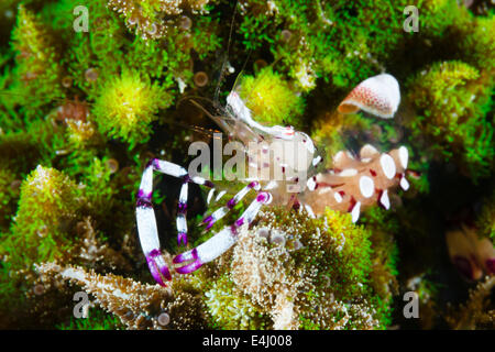 Grazioso Anemone Gamberetti (Ancylomenes venustus) Lembeh strait, Indonesia Foto Stock