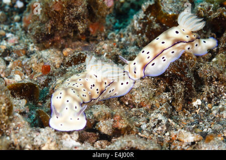 Hypselodoris tryoni nudibranch, precedentemente noto come Risbecia tryoni, che mostra il comportamento di tallonamento, Lembeh strait, Indonesia Foto Stock