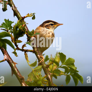 I capretti Sedge Trillo in attesa di essere alimentato Foto Stock