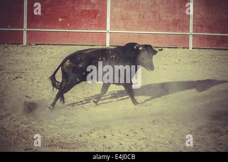 La corrida, il tradizionale partito spagnolo dove un matador che combatte contro un toro Foto Stock