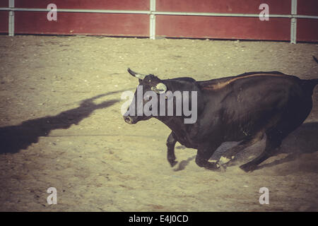 Corrida corrida, tradizionale festa spagnola dove un matador che combatte contro un toro Foto Stock