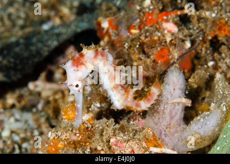 Spinosa o spinosa - Cavalluccio marino Hippocampus histrix, Lembeh strait, Indonesia Foto Stock