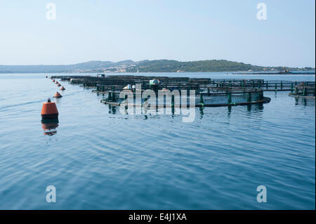 Fattoria di Pesce al largo di Argostoli Kefalonia in Grecia Foto Stock