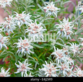 Famoso fiore Edelweiss (Leontopodium alpinum), simbolo delle Alpi Foto Stock