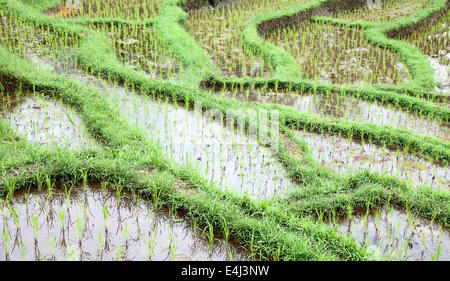 I campi di riso, preparato per il riso. Bali, Indonesia Foto Stock