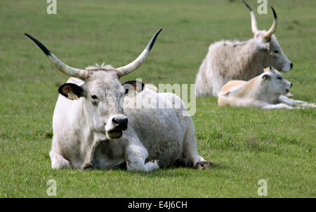 Vacche tradizionali in Tihany al Lago Balaton in Ungheria Foto Stock