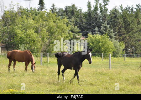 Due cavalli pascolano in campo Foto Stock