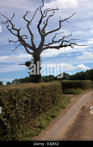 Burlescombe, Devon. 12 Luglio, 2014. Un agricoltore tagli siepi ai primi di luglio durante la nidificazione degli uccelli nella stagione , Burlescombe, Devon . La RSPB dice: "Si consiglia il taglio di siepi e alberi è evitato tra marzo e agosto come questo è la principale stagione di riproduzione per la nidificazione degli uccelli. Credito: Martin Hughes-Jones/Alamy Live News Foto Stock