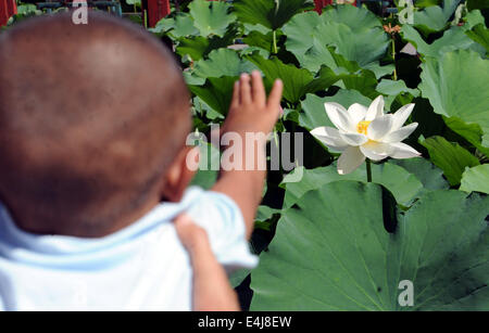 Shijiazhuang cinese nella provincia di Hebei. 13 Luglio, 2014. Un bambino guarda i fiori di loto nella contea di Xianghe, nel nord della Cina di nella provincia di Hebei, 13 luglio 2014. © Li Xiaoguo/Xinhua/Alamy Live News Foto Stock