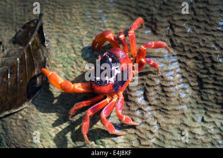 Un Isola di Natale granchio rosso. Questi sono gli stessi animali la migrazione di massa en in novembre Foto Stock