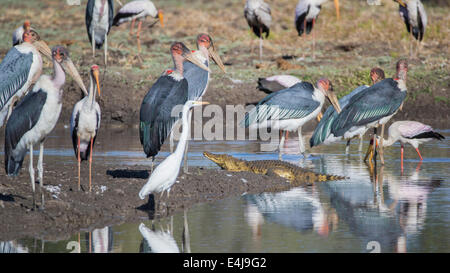 Coccodrillo del Nilo (Crocodylus niloticus) tra gli uccelli Foto Stock