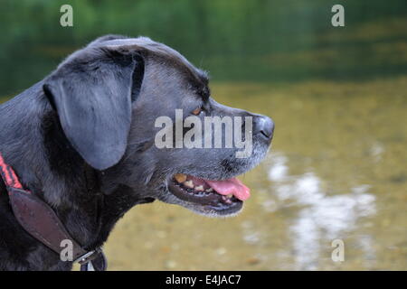 Testa di cane Foto Stock