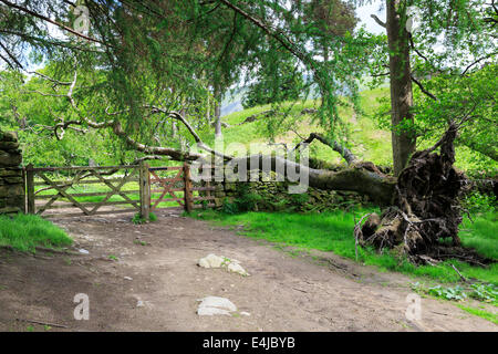 Un grande albero caduto attraverso una parete di pietra nei pressi del Lanty Tarn, Glenridding Foto Stock