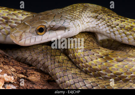 Giapponese biacco / Elaphe climacophora Foto Stock