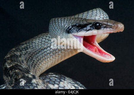 Bellezza blu snake / Orthriophis taeniurus callicyanous, Foto Stock