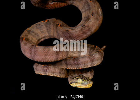 Amazon tree boa / Corallus hortulanus Foto Stock