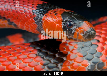 Latte honduregno snake / Lampropeltis triangulum hondurensis Foto Stock