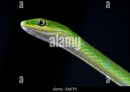 Erba verde serpente / Opheodrys aestivus Foto Stock