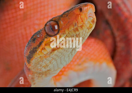 Amazon tree boa / Corallus hortulanus Foto Stock