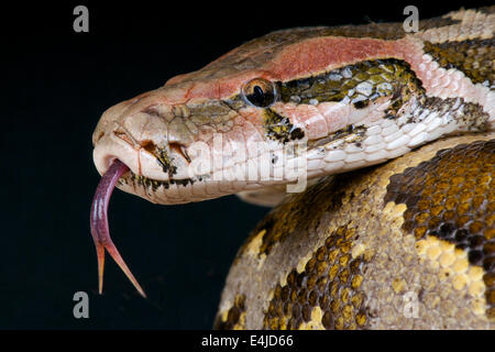Indiano / Python Python molurus Foto Stock