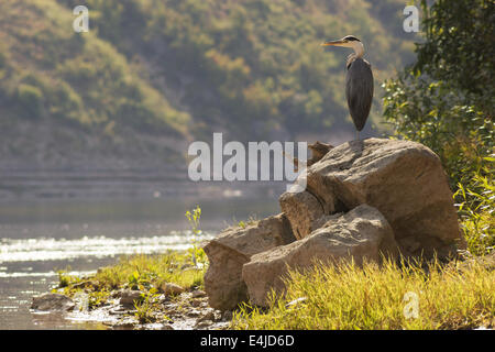 Airone cenerino permanente sulla grande roccia vicino al fiume Foto Stock