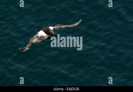 Guillemot in volo Foto Stock