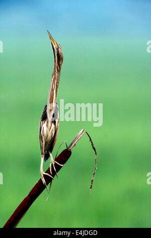 Mimica -Tarabusino (Ixobrychus minutus) femmina su una canna di machete o giunchi nella tipica posizione che esso camuffato Foto Stock