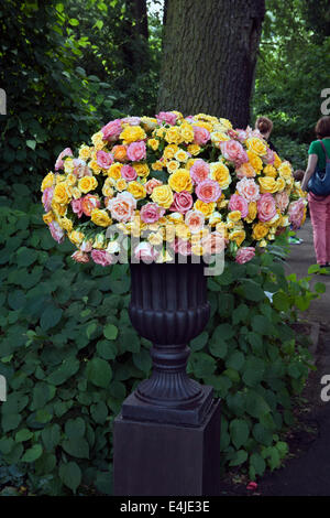 Rose sul display in LU Giardino Botanico Riga, Lettonia Foto Stock