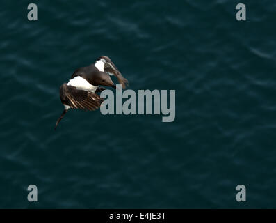 Guillemot in volo Foto Stock