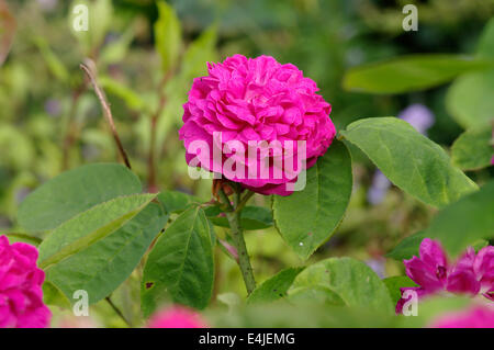 Una nana rosa polyantha, varietà DE RESHT Foto Stock