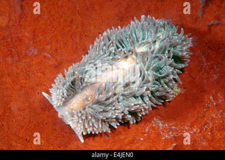 Maned Sea-Slug, Maned nudibran o mare Mous (Aeolidia papillosa) Mare del Giappone, Rudnaya Pristan, Estremo Oriente, Primorsky Krai, Russia Foto Stock