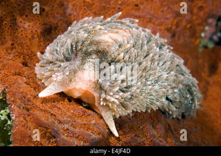 Maned Sea-Slug, Maned nudibran o mare Mous (Aeolidia papillosa) Mare del Giappone, Rudnaya Pristan, Estremo Oriente, Primorsky Krai, Russia Foto Stock