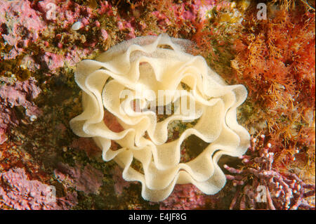Uova Nudibranch o mare Slug ( Nudibranchia sp.) Mare del Giappone, Rudnaya Pristan, Estremo Oriente, Primorsky Krai, Russia Foto Stock