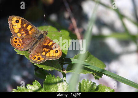 Una parete marrone a farfalla (Lasiommata megera), alette aperte su una foglia. Foto Stock