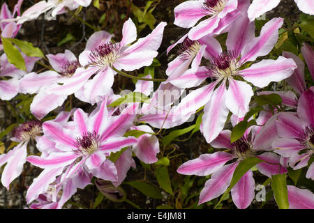 Fiori della fioritura estiva scalatore, Clematis 'Nelly Moser" Foto Stock
