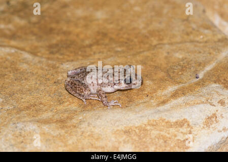 Ostetrica maiorchino toad (Alytes muletensis), parte di un allevamento in cattività popolazione. Foto Stock
