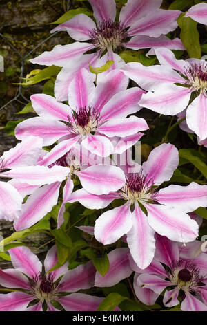 Fiori della fioritura estiva scalatore, Clematis 'Nelly Moser" Foto Stock