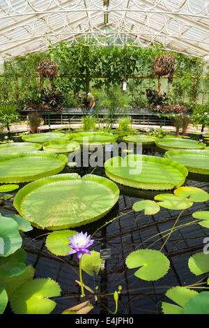 Interno della lilly laghetto / Fiori / fioritura lillies all'interno di acqua giglio / casa Ninfea. Kew Royal Botanical / Botanic Gardens / Garden Regno Unito. Foto Stock