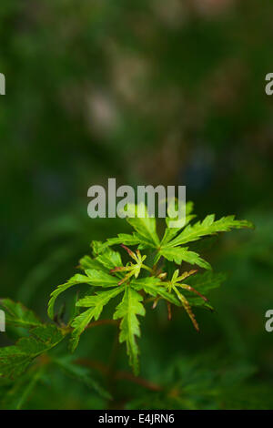 Acero giapponese, acer palmatum 'Seiryu', dal gruppo dissectum, nuova crescita di foglia in giugno e luglio. Foto Stock