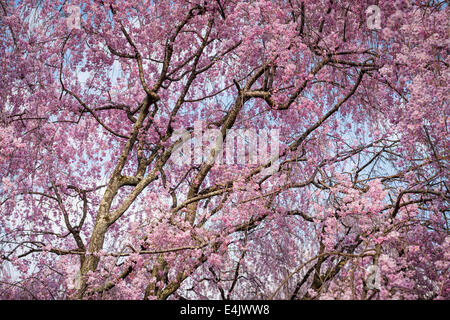 Gli alberi di ciliegio in Kyoto, Giappone. Foto Stock