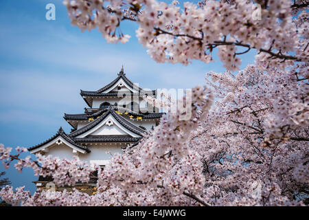 Il castello di Hikone in Hikone, nella prefettura di Shiga, Giappone. Foto Stock